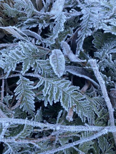 First frost on the forest floor.