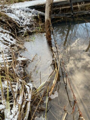 Ice on beaver pond November 2023